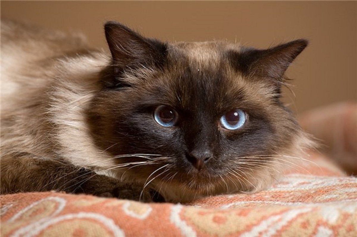 Сиамский балинезийский кот