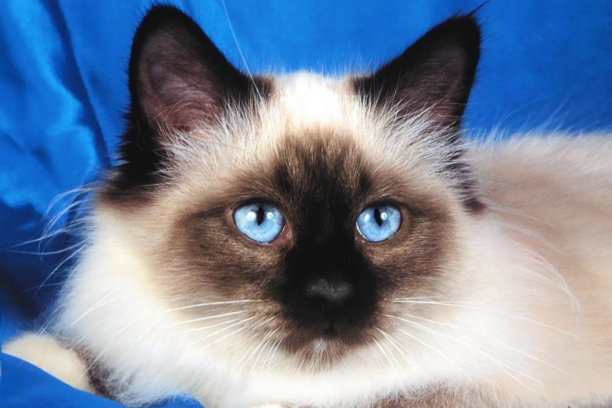 Невская маскарадная кошка трехцветная