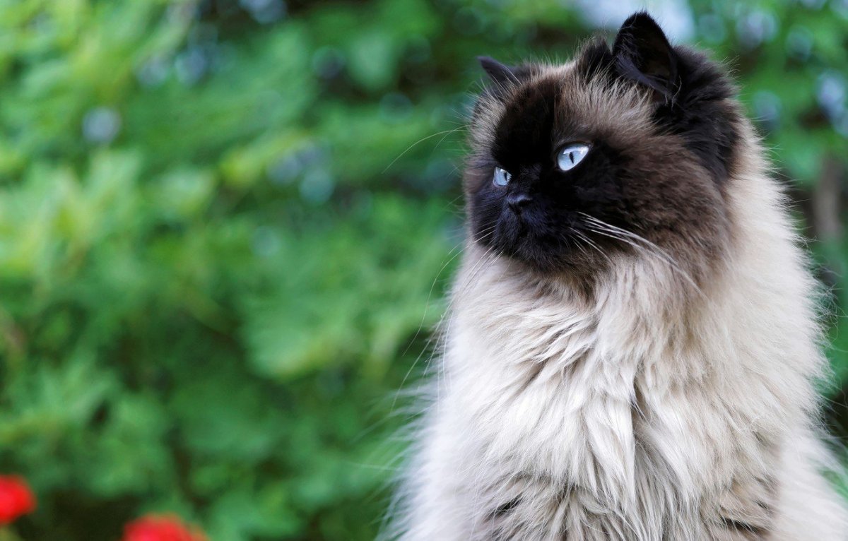 Балинезийская Рэгдолл