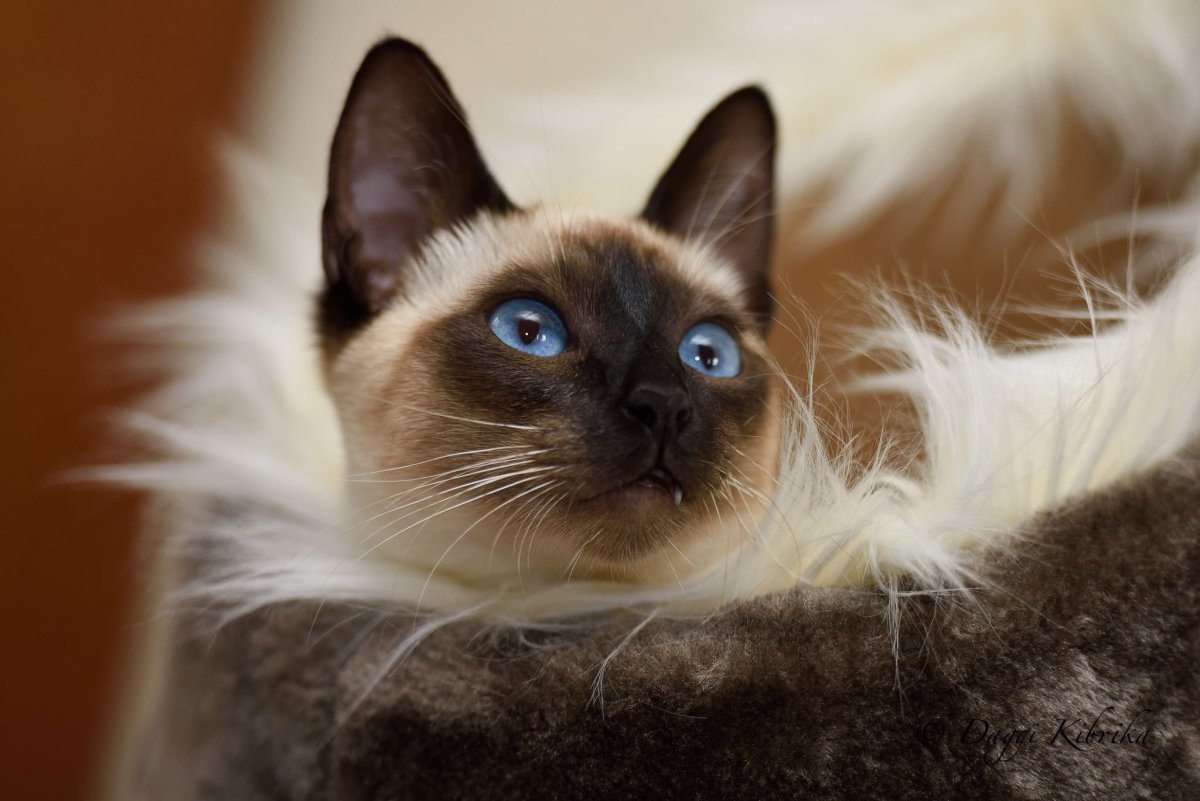 Сиамсик кат