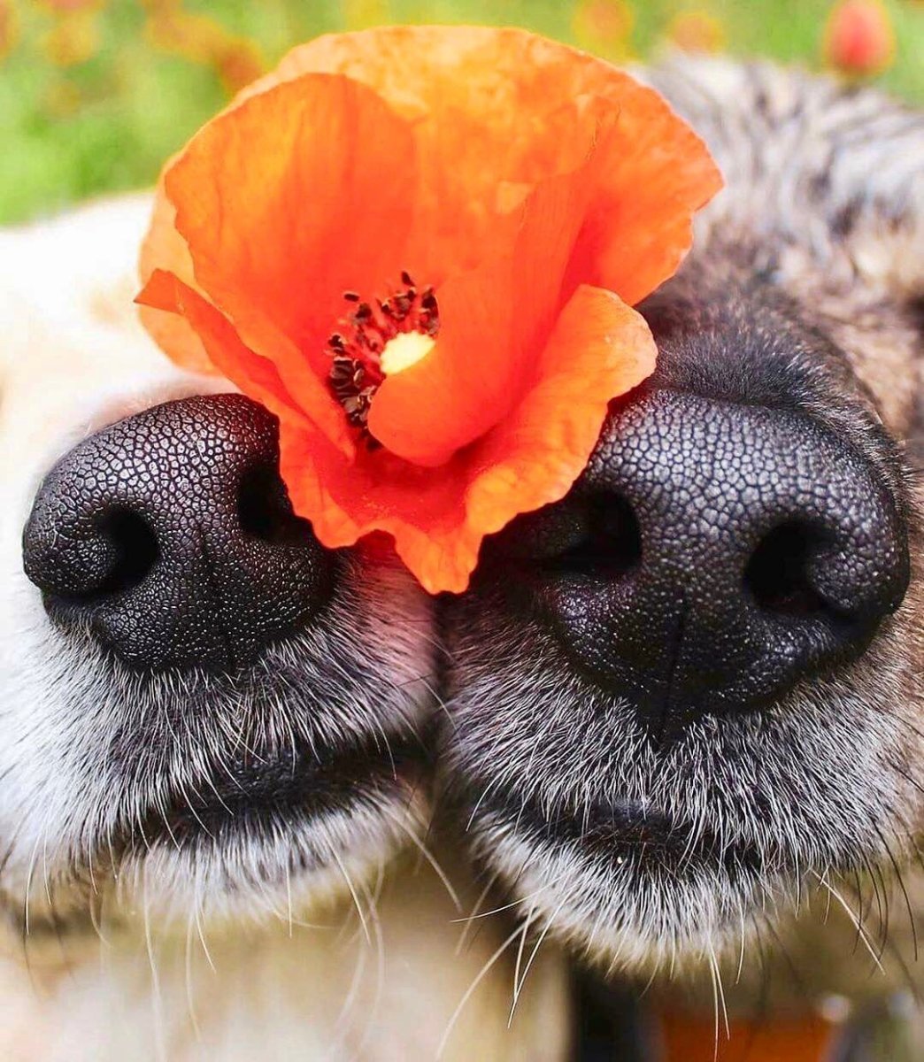 Обоняние у собак. Собачка с цветочком. Щенок с цветком. Цветы и животные. Щенок с цветочком.