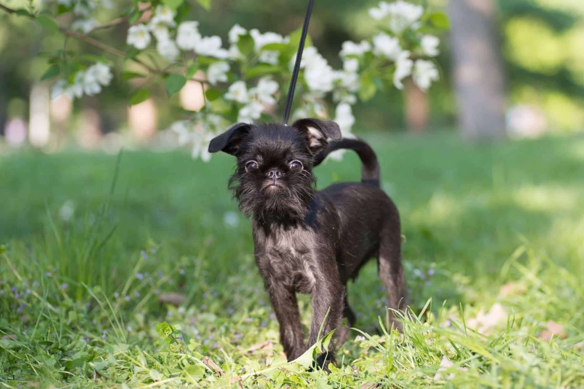 Бельгийский гриффон