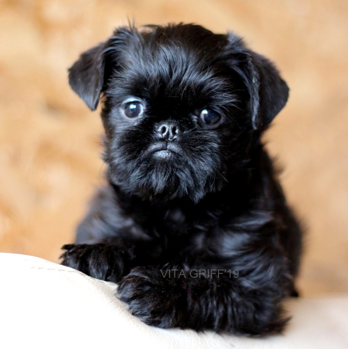 Пти брабансон длинношерстный