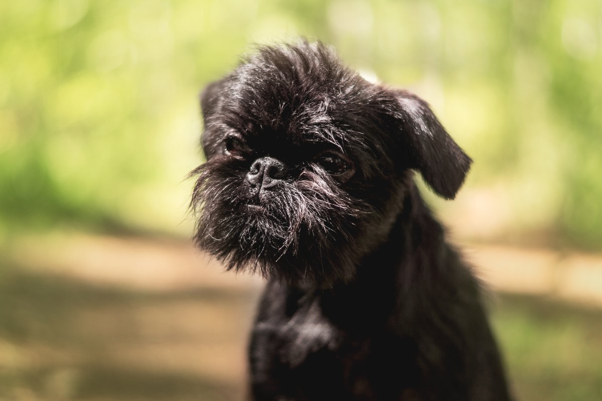 Бельгийский гриффон жесткошерстный
