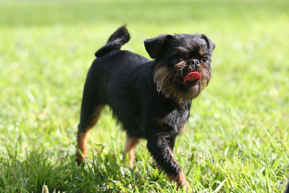 Бельгийский гриффон Сэм