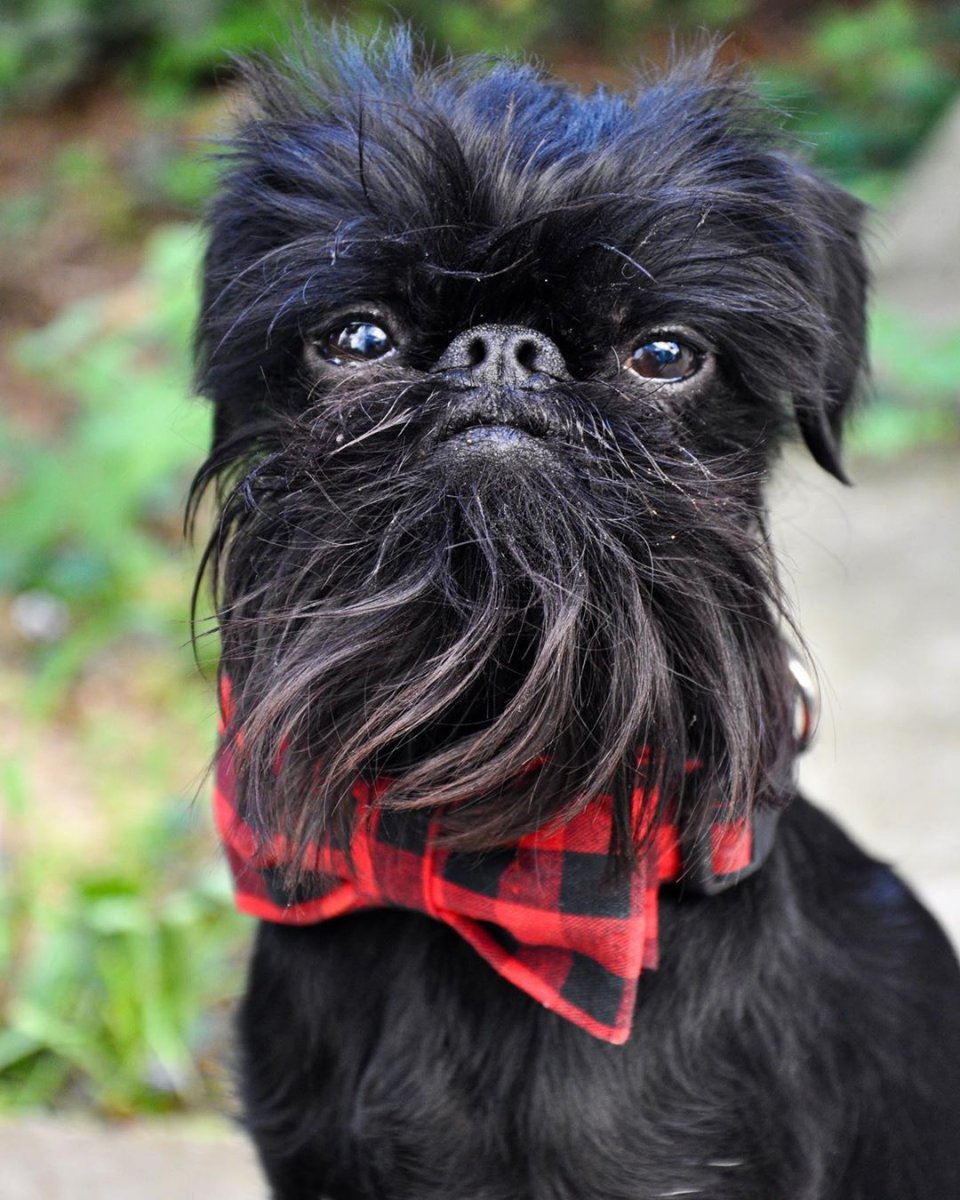 Порода бельгийский гриффон