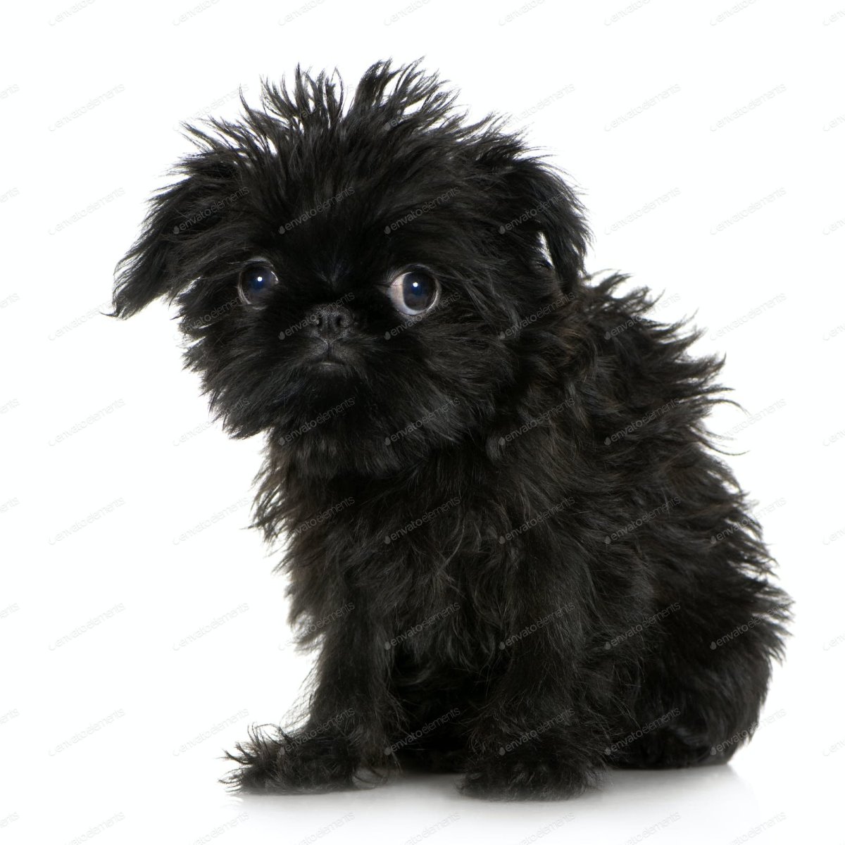 Бельгийский гриффон Урфин