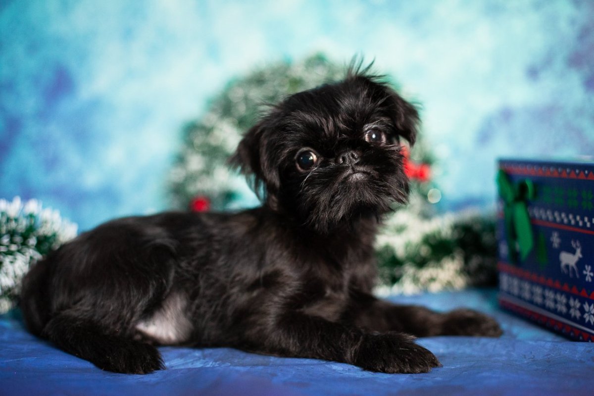 Бельгийский гриффон гладкошерстный