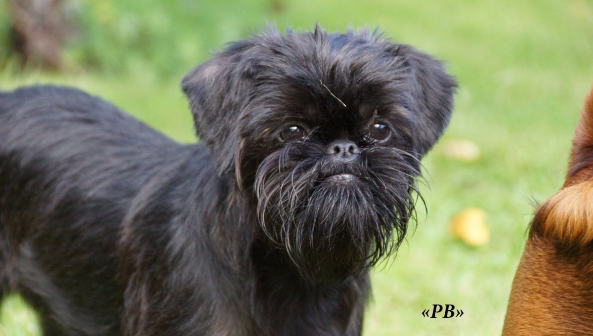 Бельгийский гриффон борода