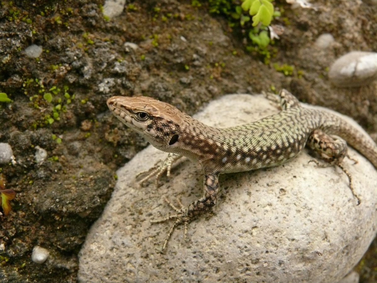 Ящерица прыткая горнокрымская