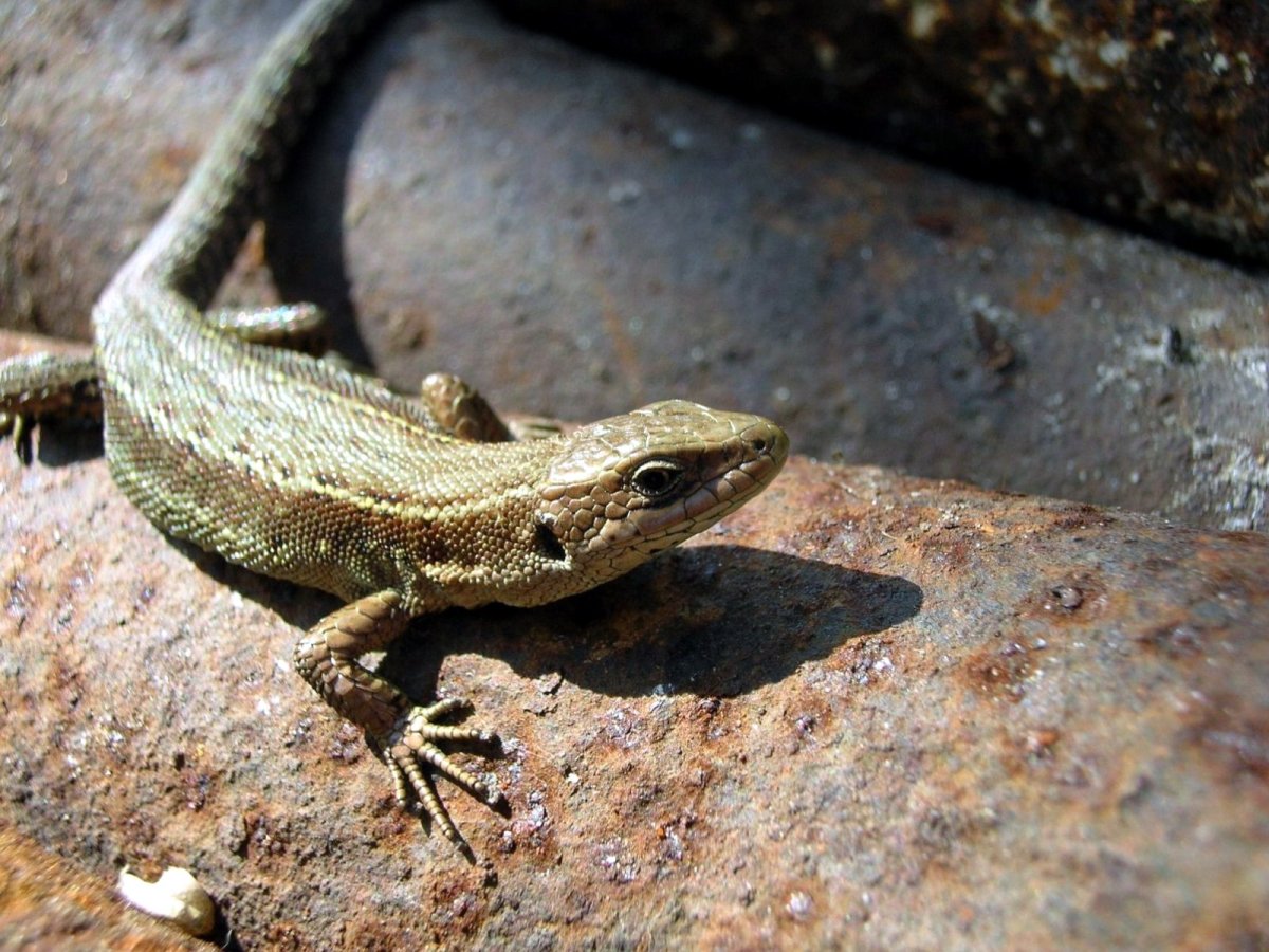 Беременная прыткая ящерица