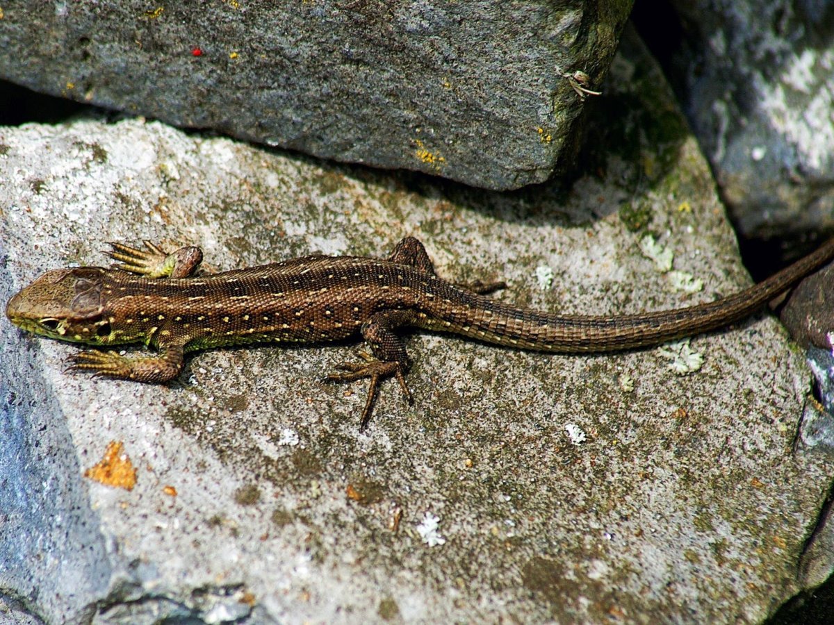 Прыткая обыкновенная живородящая ящерица