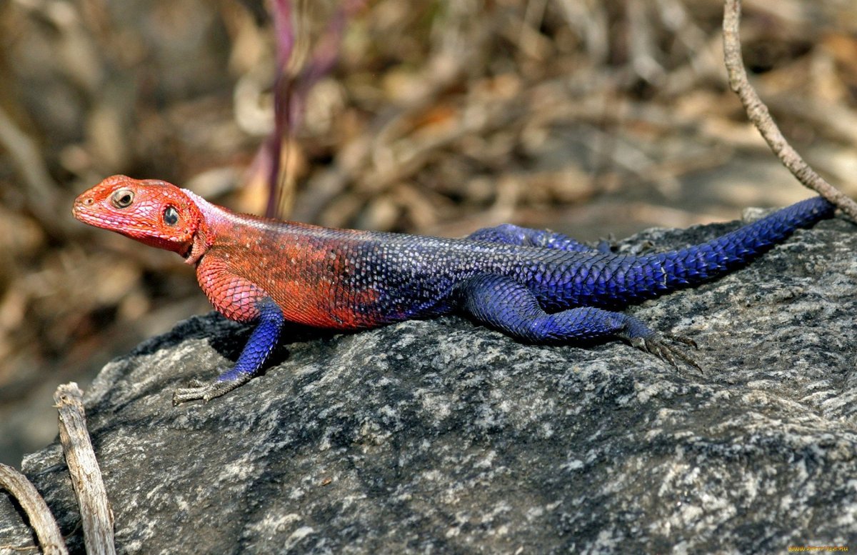 Ящерица агама Мванза