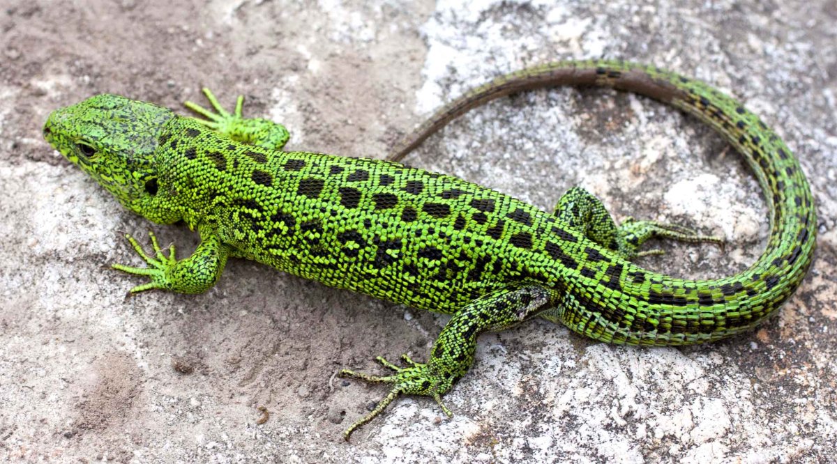 Ящерица прыткая Грузинская