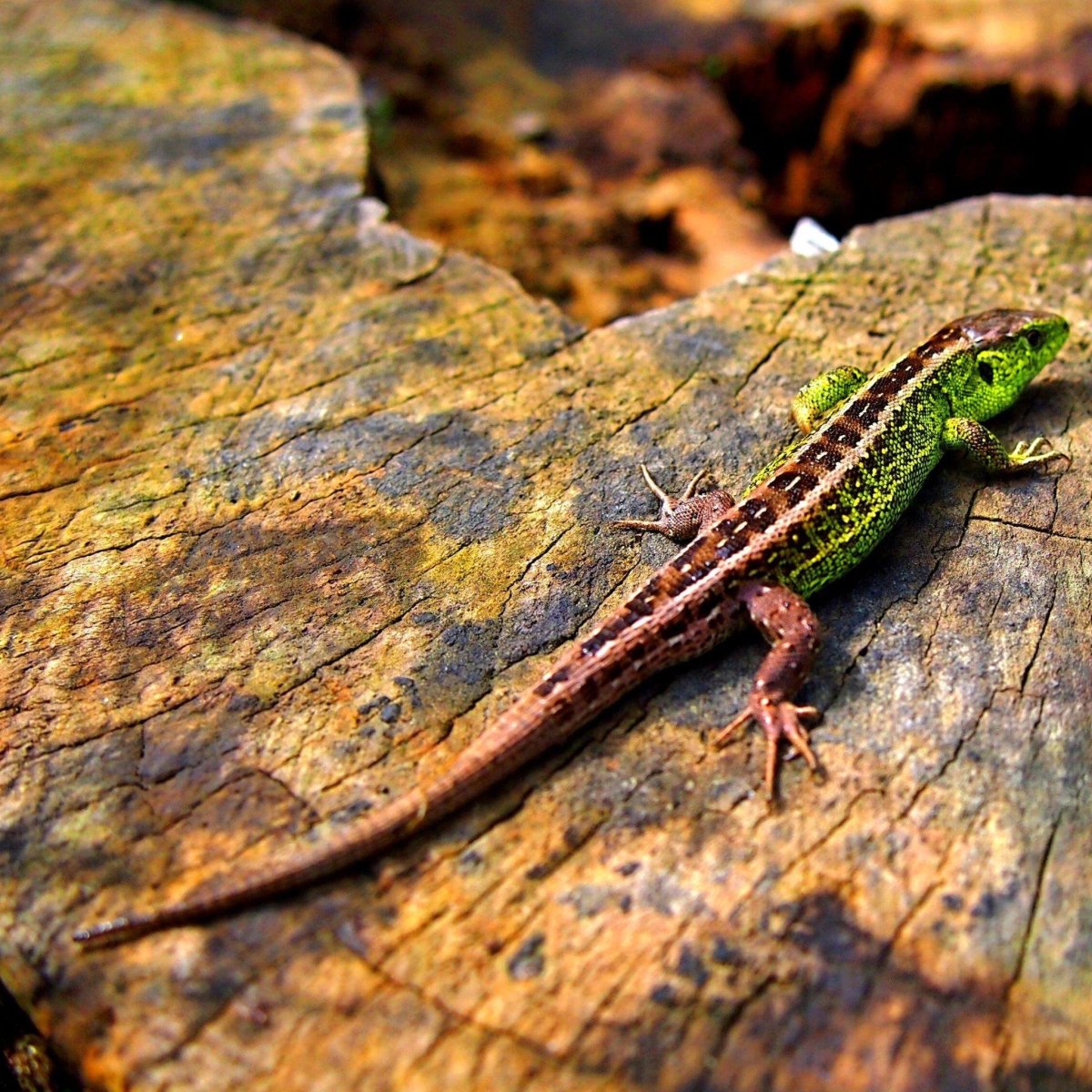 Ящерица прыткая (лат. Lacerta Agilis)