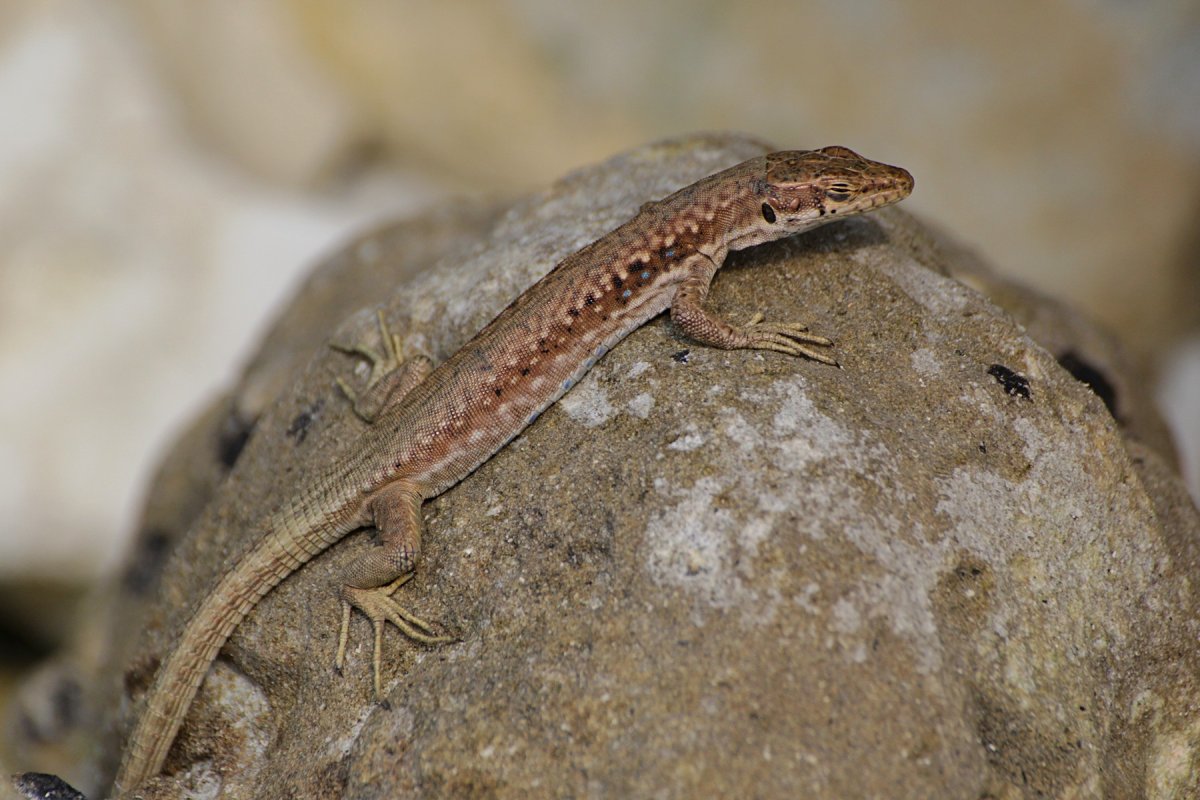 Darevskia daghestanica