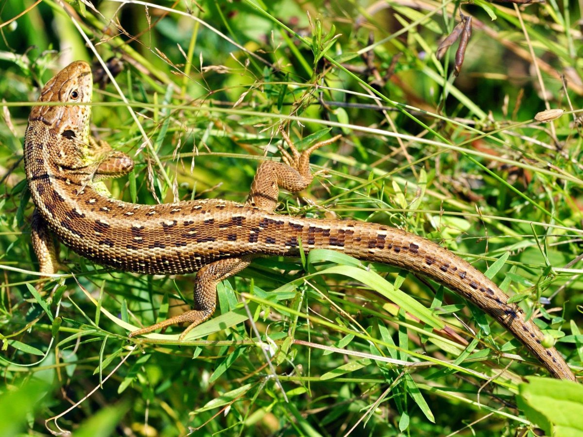 Ящерица обыкновенная прыткая