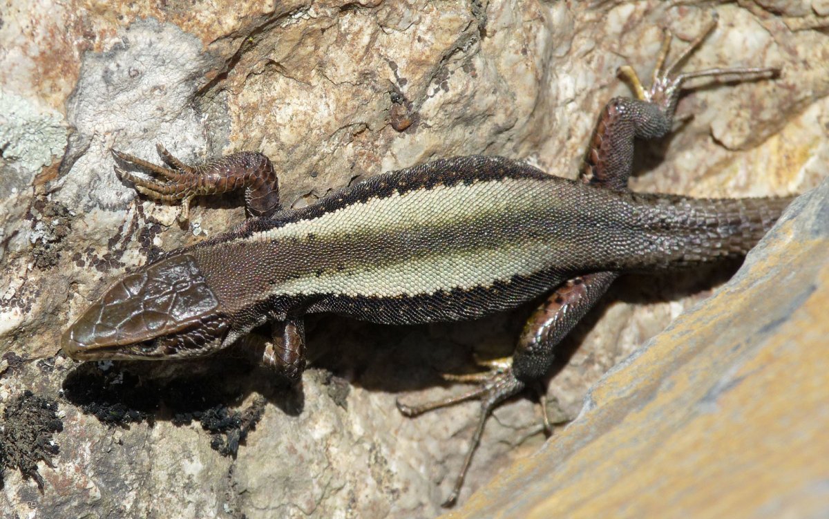 Кавказская Скалистая ящерица партеногенез