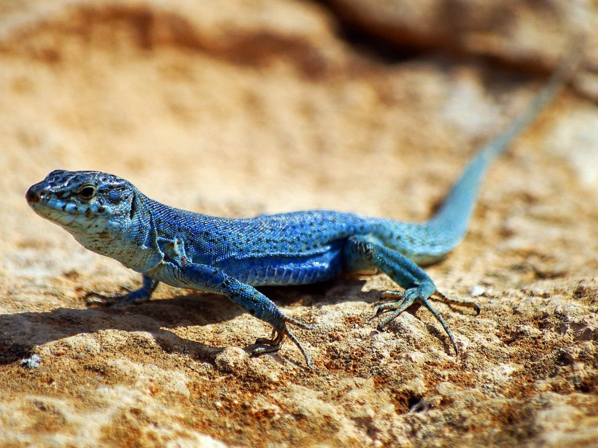 Прыткая ящерица голубая
