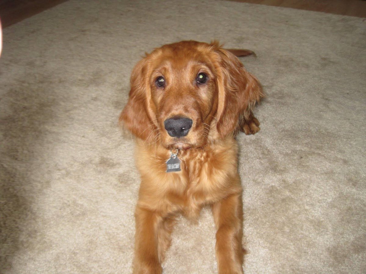 Помесь таксы и спаниеля