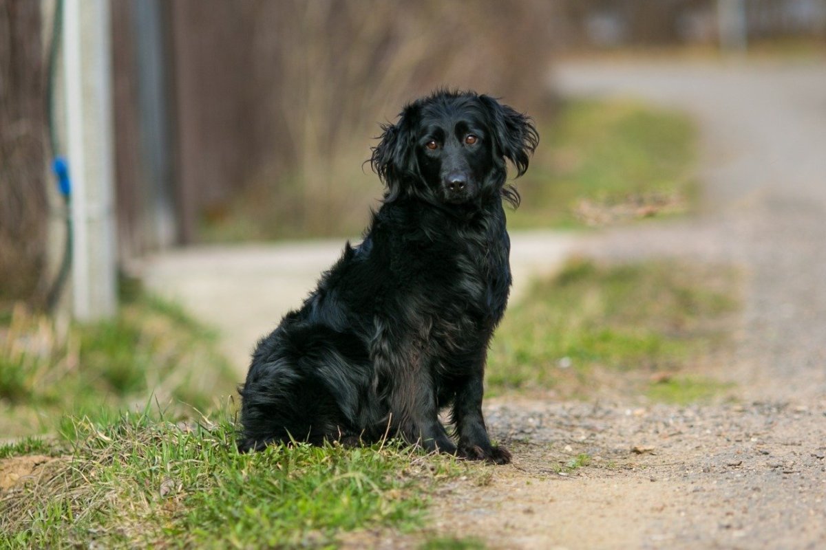 Не чистокровная такса