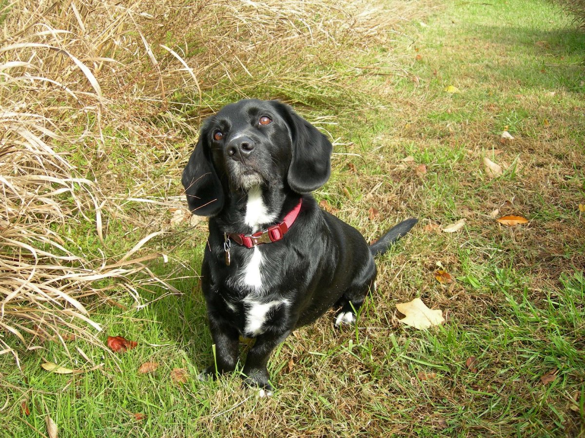 Кокер спаниель миниатюрный