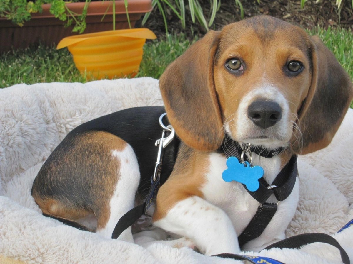 Помесь кокер спаниеля и кроликовой таксы