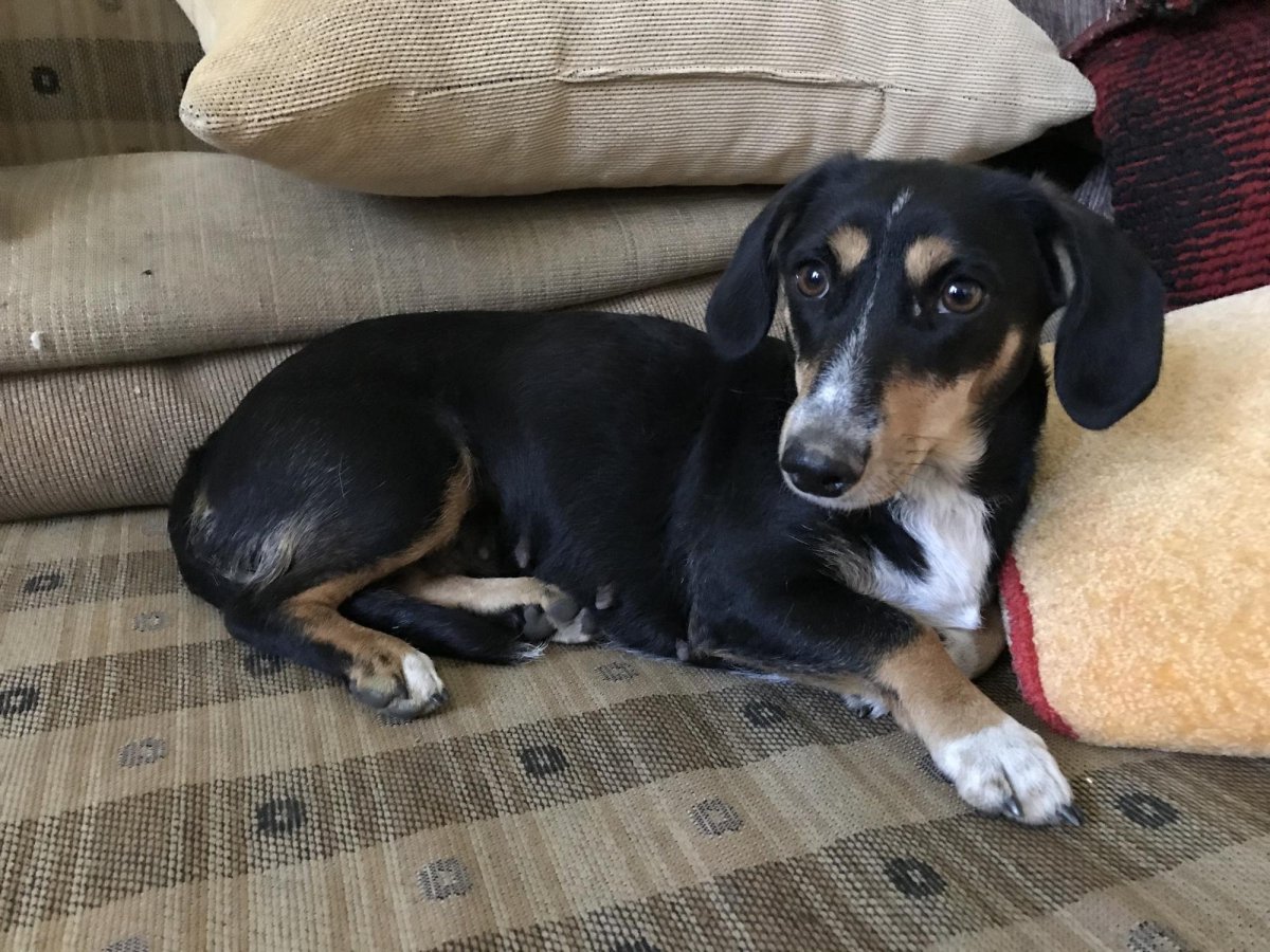 Ирландский сеттер и спаниель