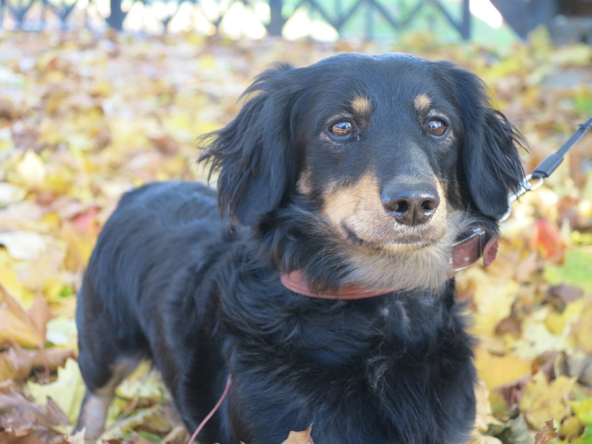 Спаниель Несса