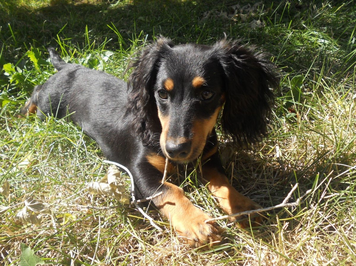 Кокер такса