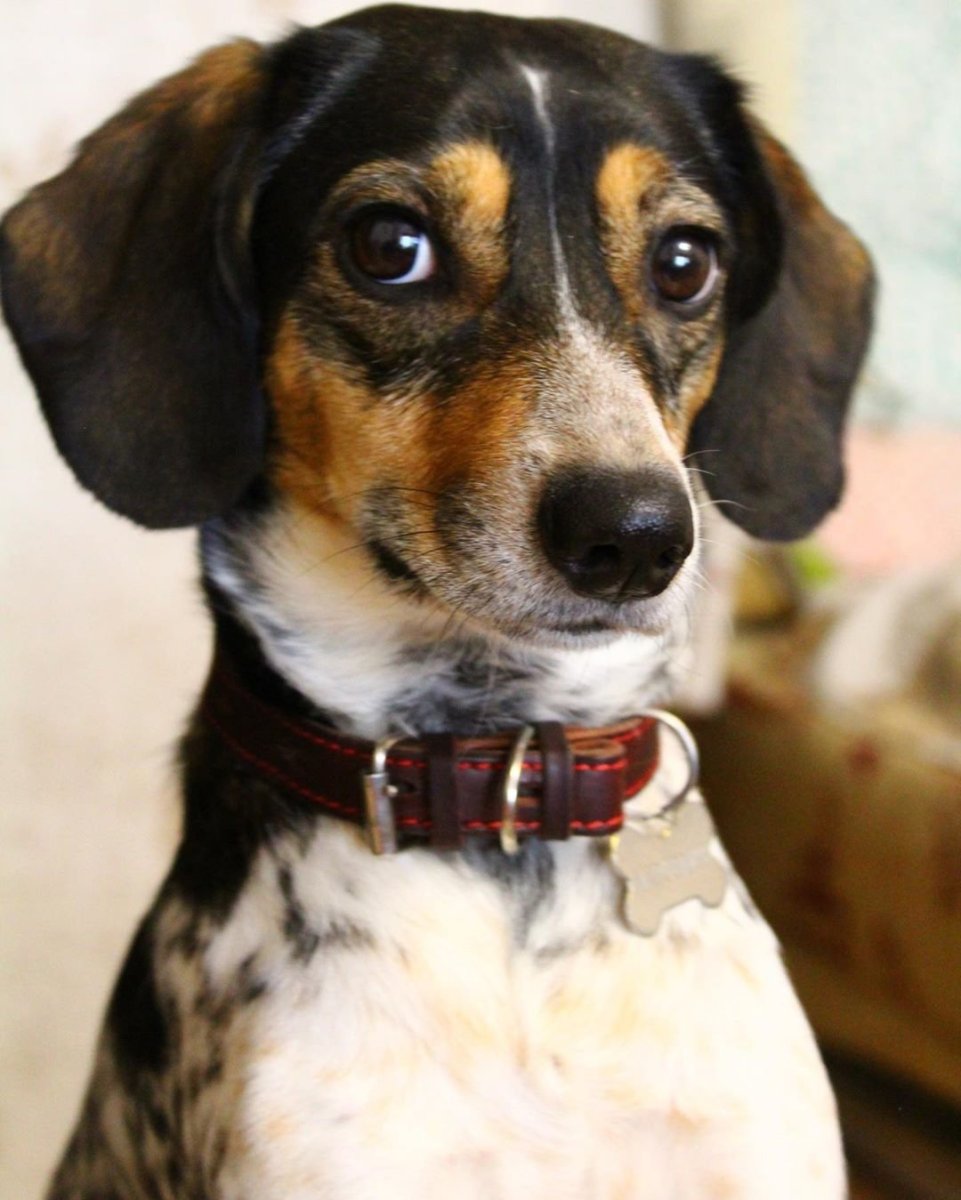 Собака 1 место