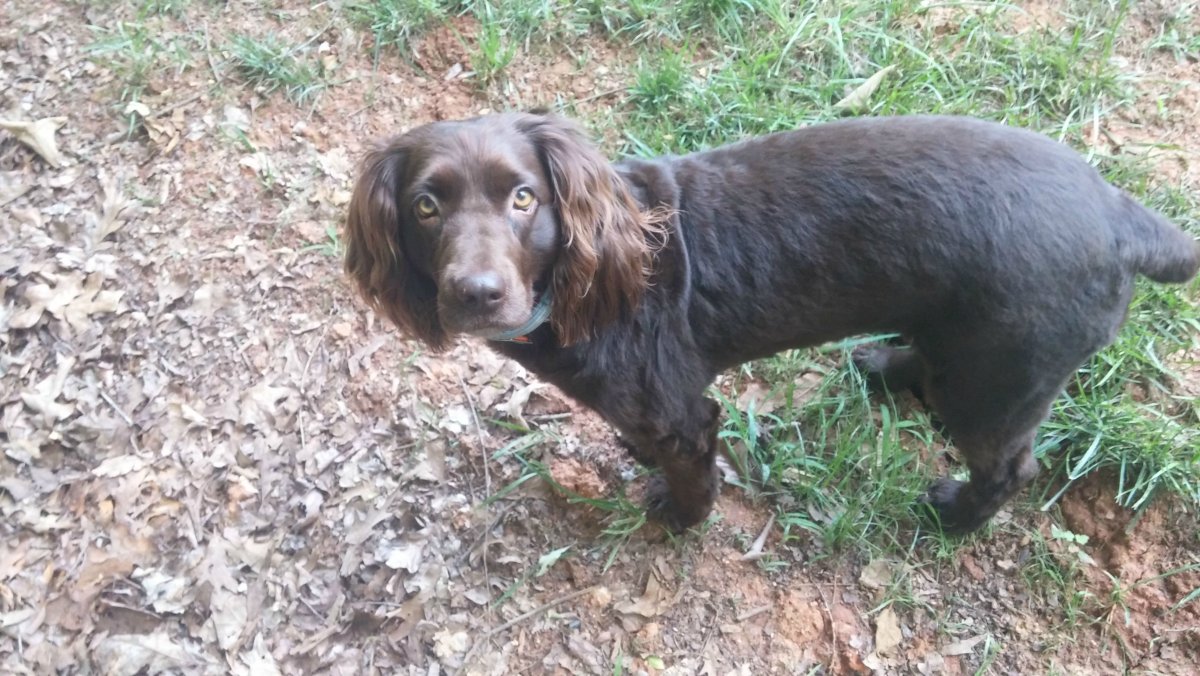 Метис таксы и спаниеля