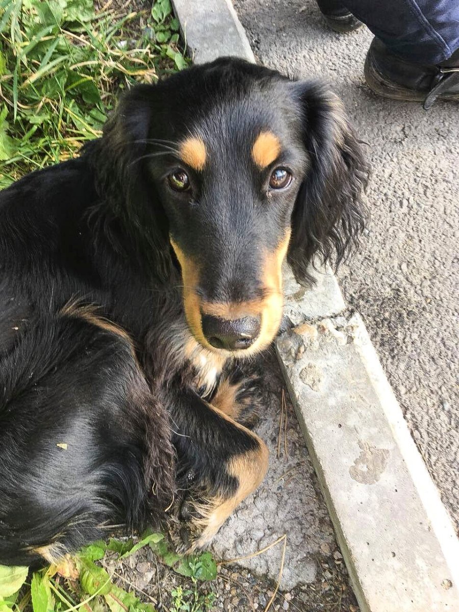 Бигль и лабрадор