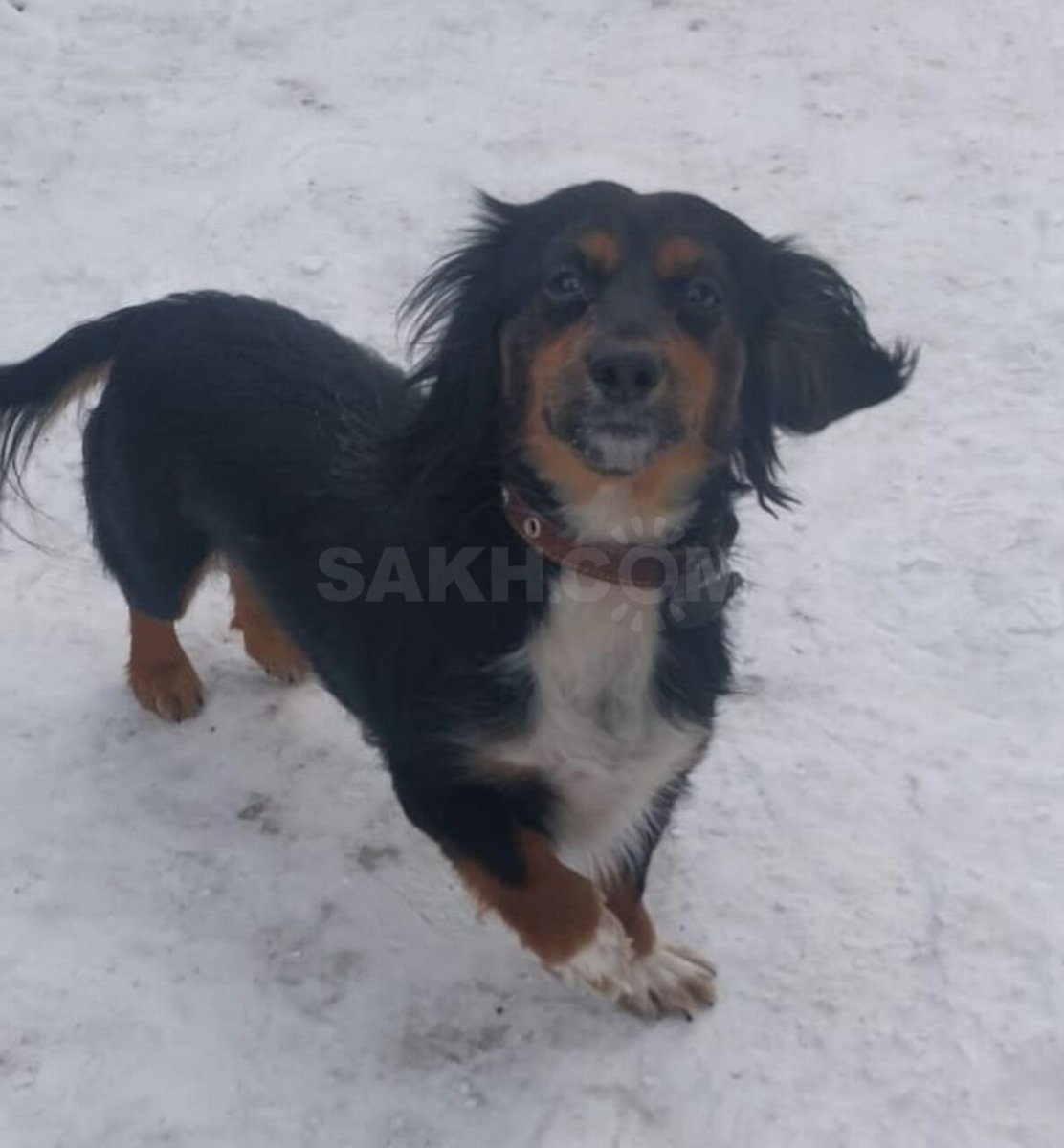 Такса и спаниель метис щенок черный