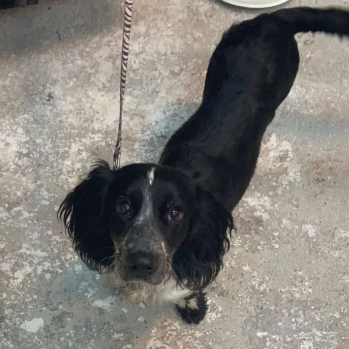 Метис спаниеля и дворняги