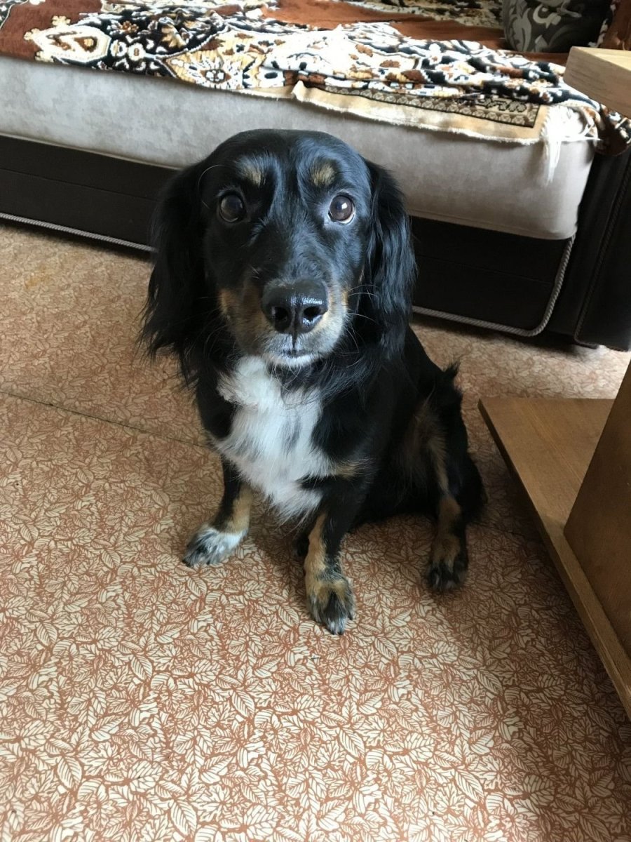 Спрингер-спаниель метис