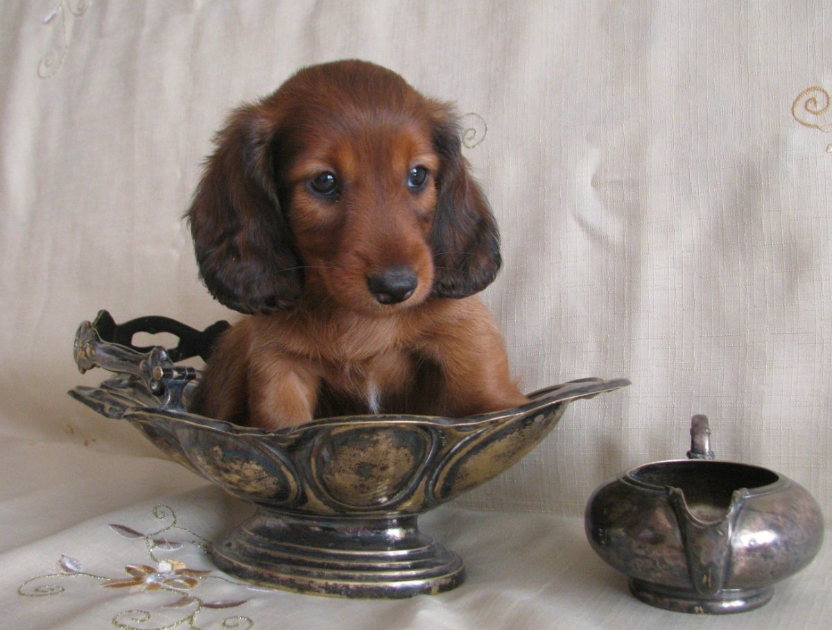 Бигль и такса