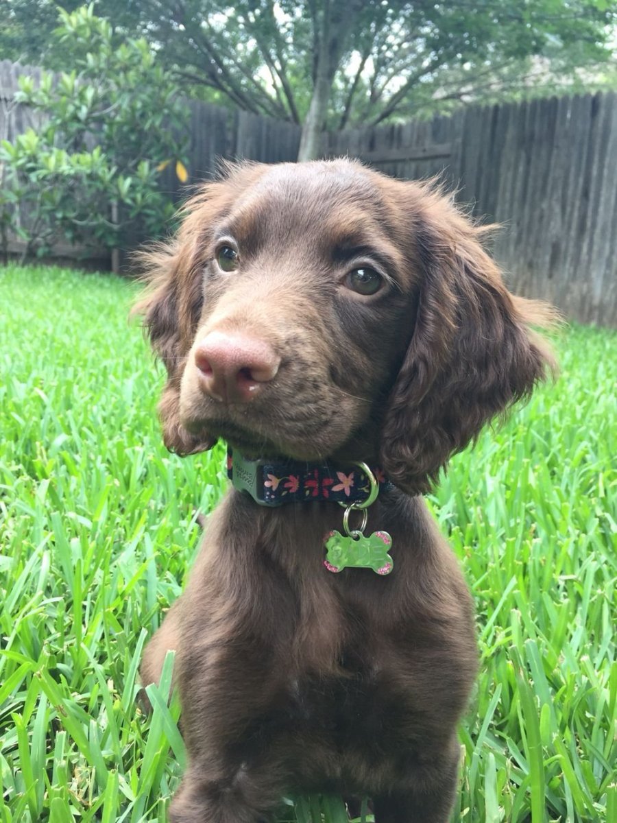 Метис таксы и спаниеля