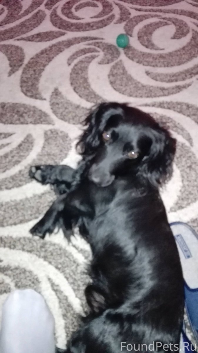 Голден Даксхунд