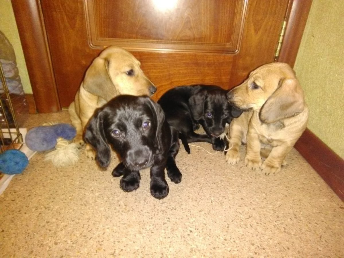 Метис таксы и спаниеля