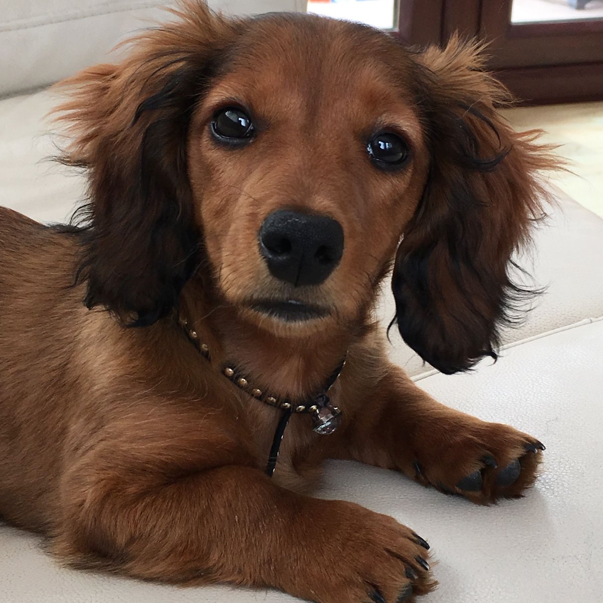 Метис спаниеля и Джек Рассела