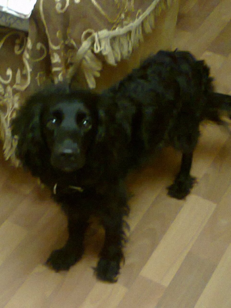 Такса длинношерстная черная