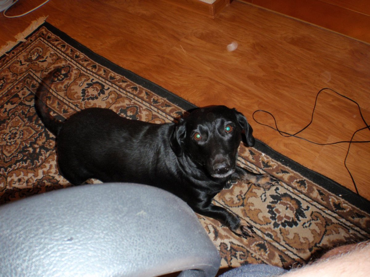 Помесь таксы и лабрадора