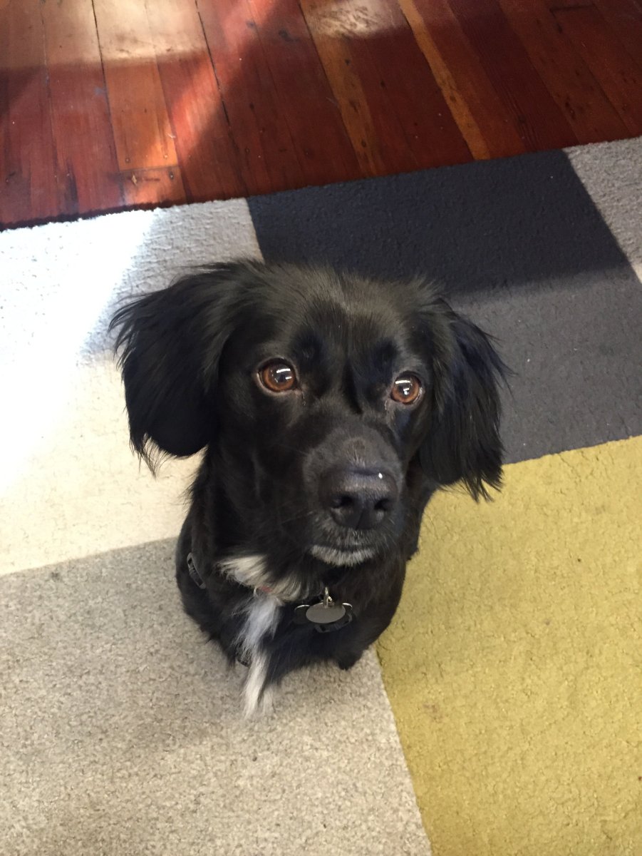 Бигль с таксой смесь