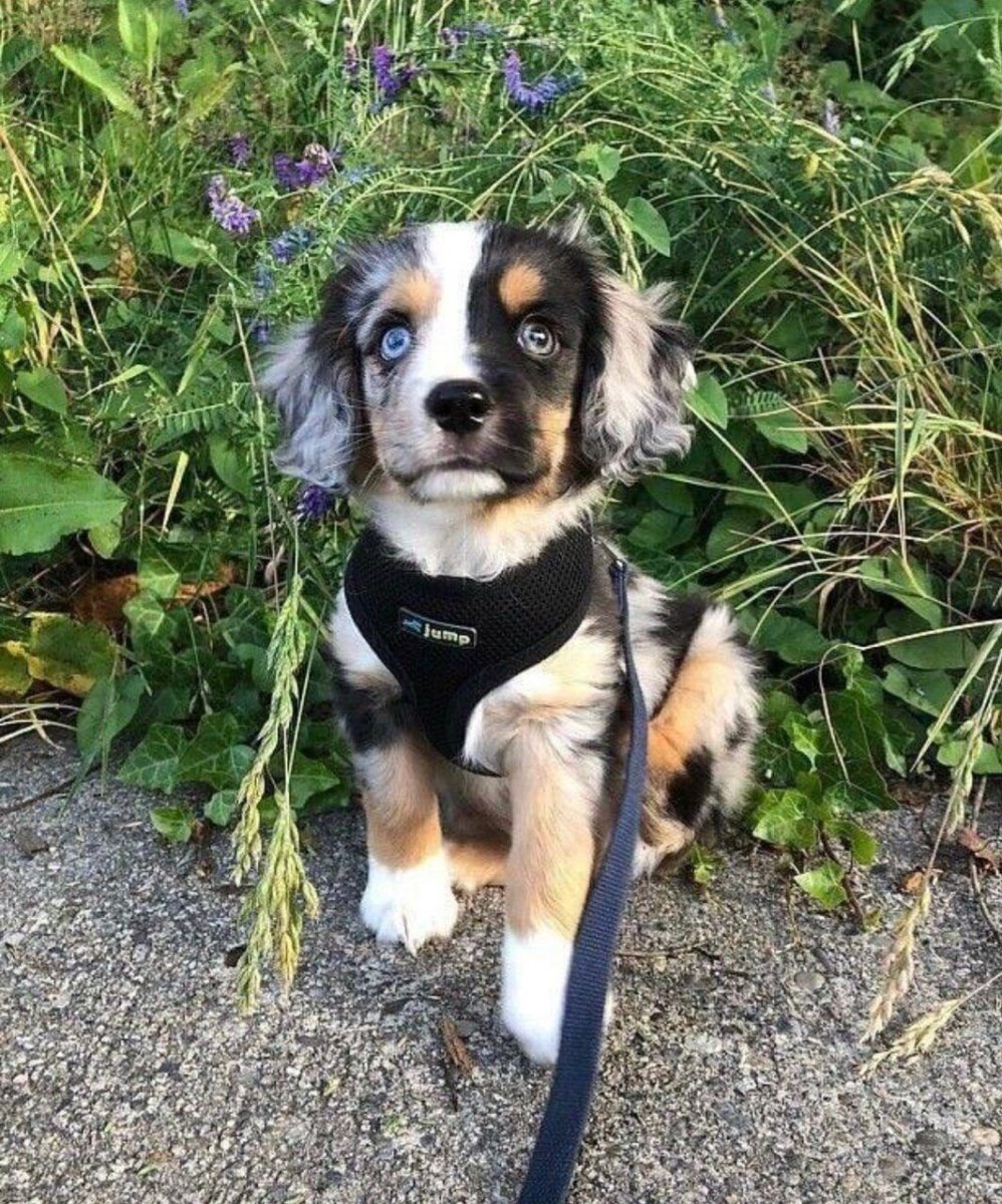 Такса и золотистый ретривер