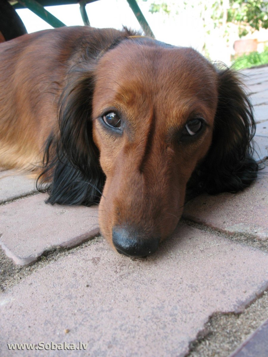 Такса пуховая