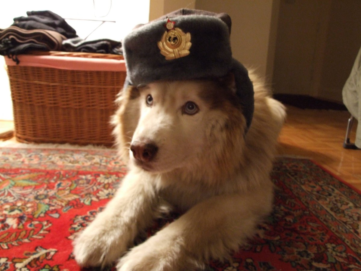 Котенок в ушанке