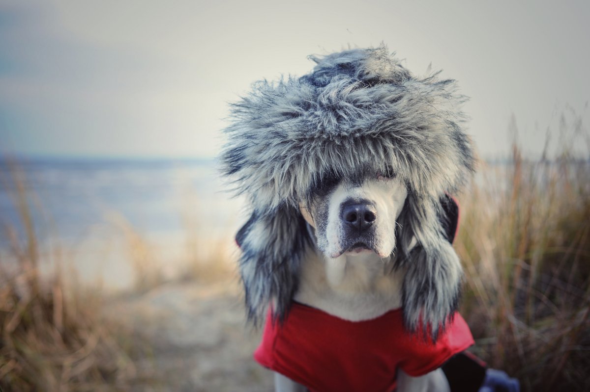 Кот в ушанке