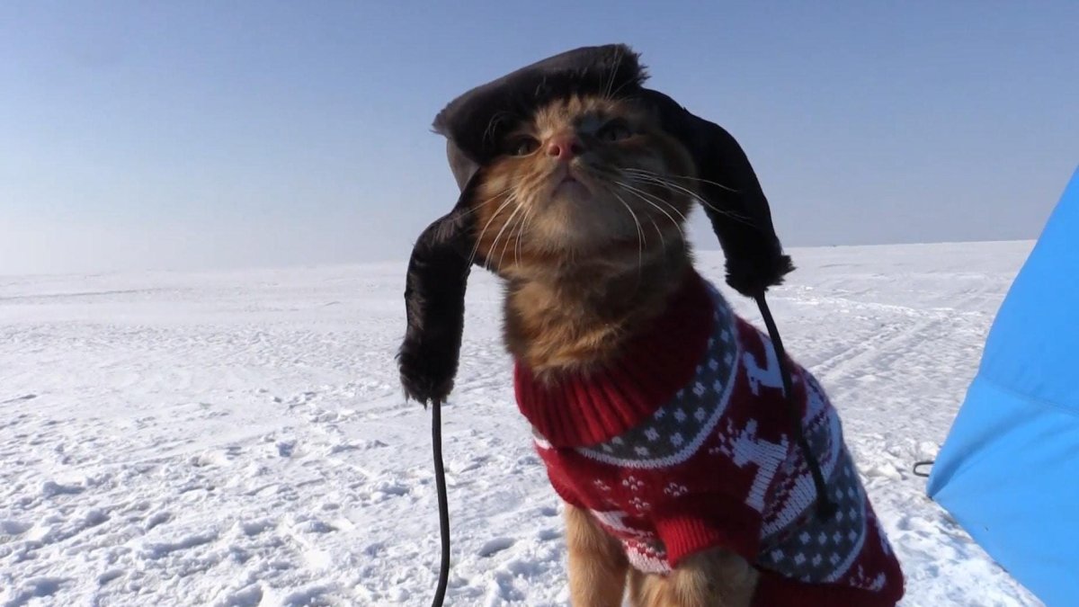 Рыжий кот в шапке ушанке