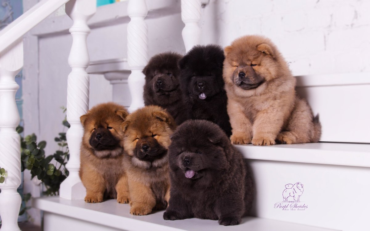 Морда собаки чау чау